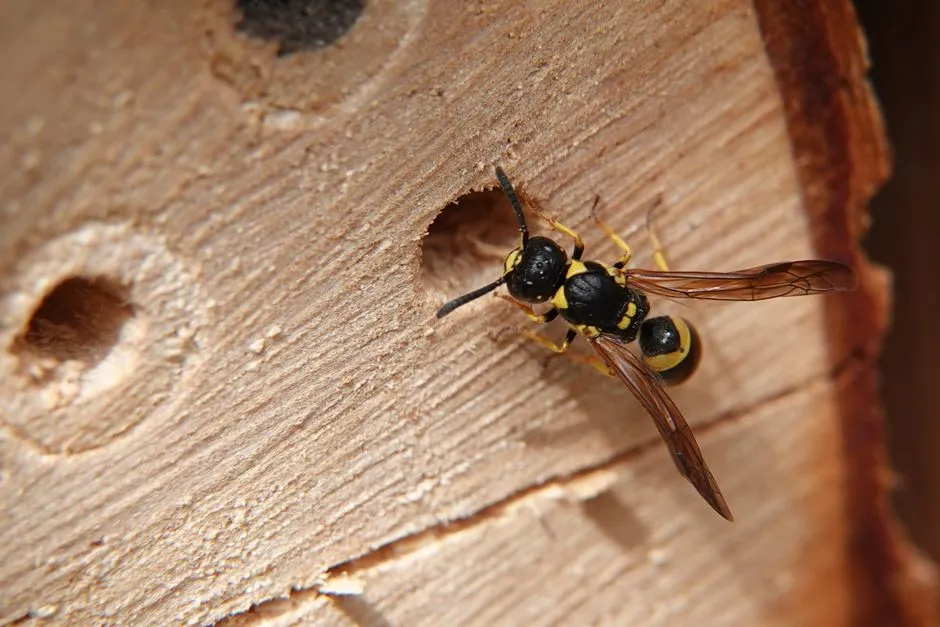 Benefits of Eaves Wasp Treatment in Springfield