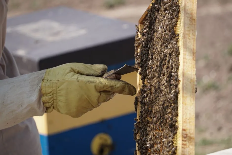 Benefits of Ground Nest Removal in Springfield