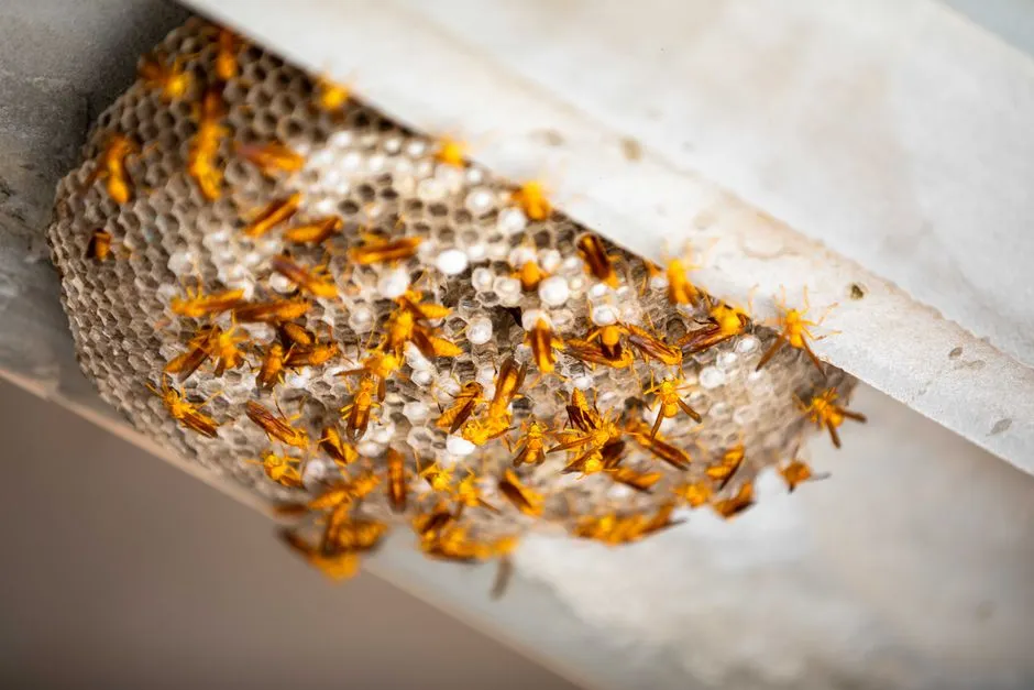 Benefits of Hornet Control in Springfield