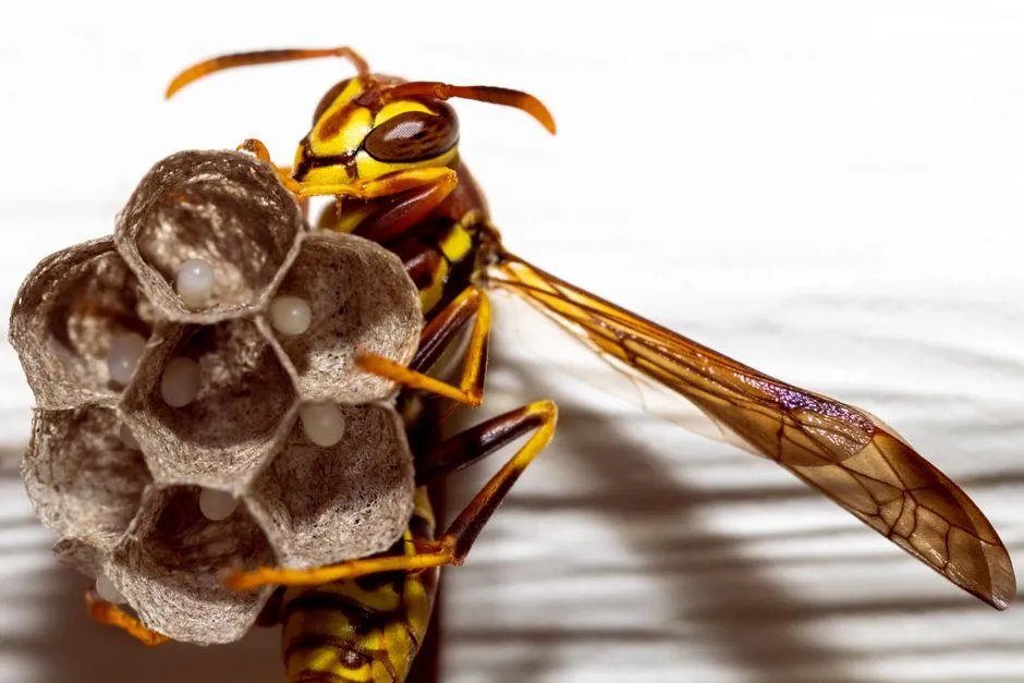 Benefits Of Wasp Nest Removal In Central Springfield