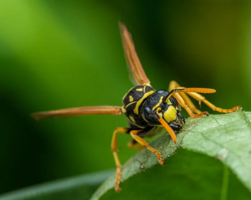 Benefits Of Wasp Nest Removal In Monticello Forest