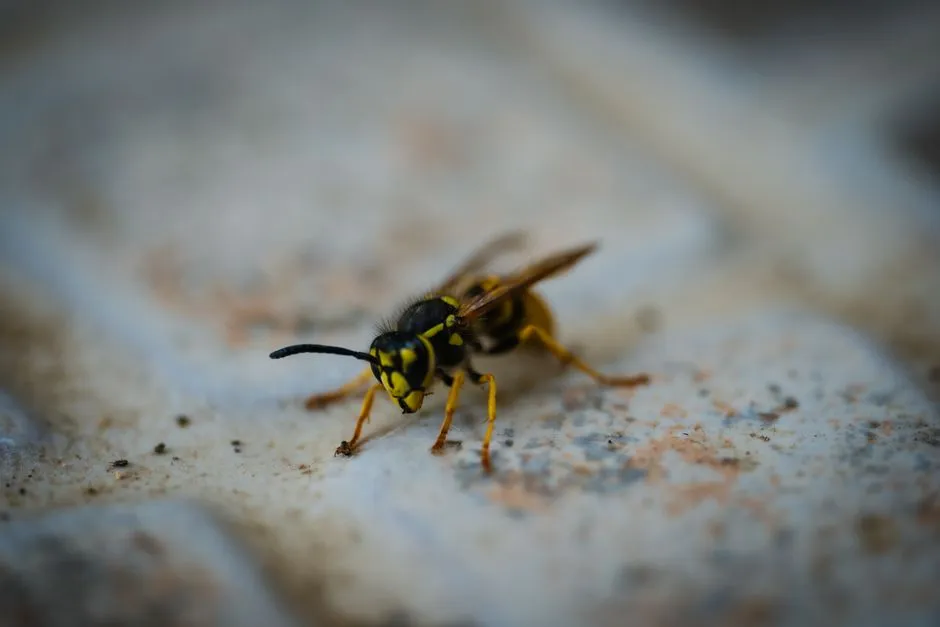 Benefits Of Wasp Nest Removal In Springfield Forest