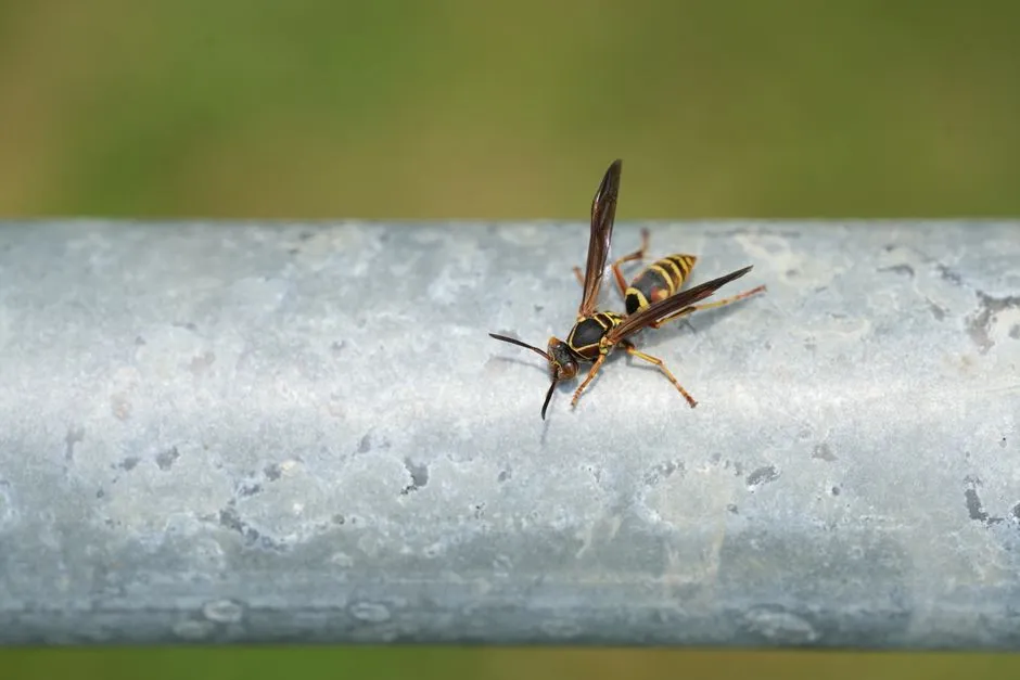 Benefits of Yellow Jacket Extermination in Springfield