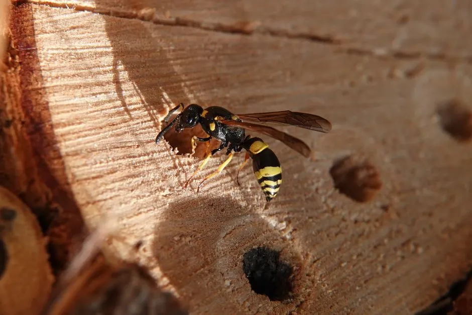 Eaves Wasp Treatment experts in Springfield, VA