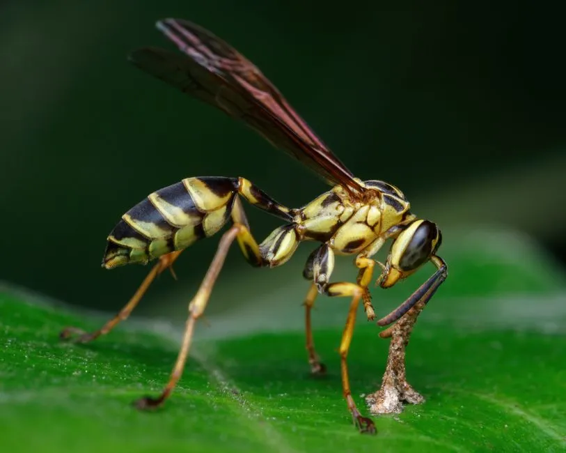 Eaves Wasp Treatment in Central Springfield