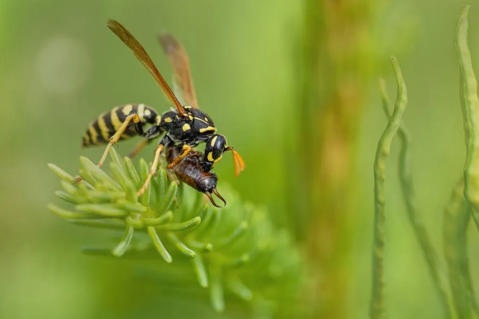 Eaves Wasp Treatment in Monticello Forest