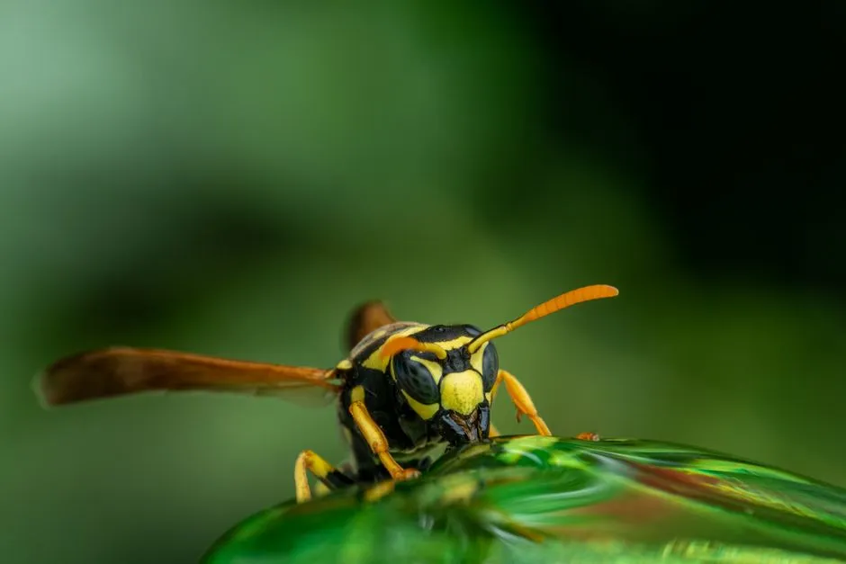Eaves Wasp Treatment in Springfield Estates
