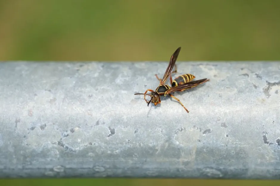 Eaves Wasp Treatment in Springfield Town Center Area