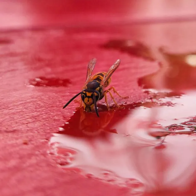 Eaves Wasp Treatment Springfield VA