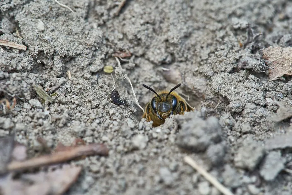 Ground Nest Removal in Central Springfield