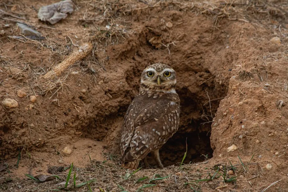 Ground Nest Removal in Monticello Forest