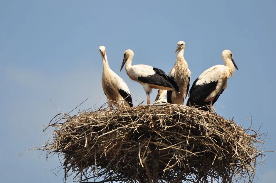 Ground Nest Removal in Springfield Forest