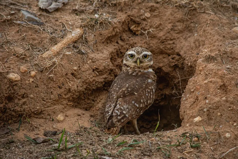 Ground Nest Removal in Springfield Town Center Area