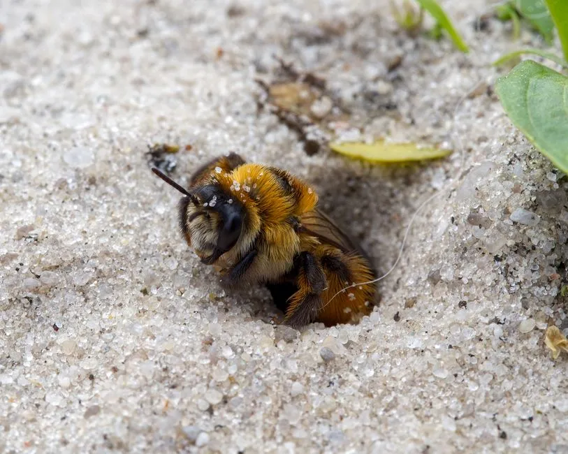 Ground Nest Removal in Springfield,, VA
