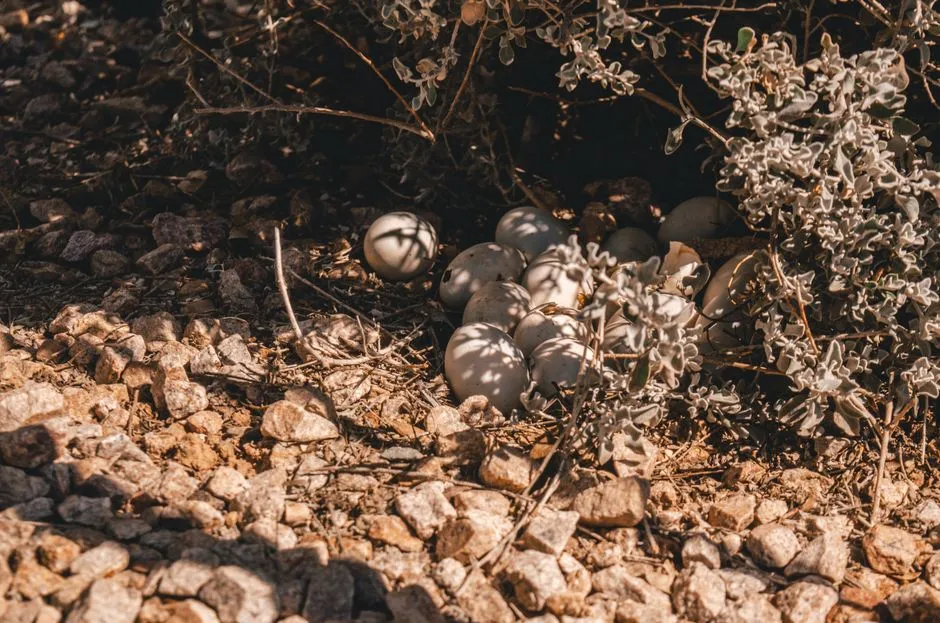 Ground Nest Removal Springfield VA