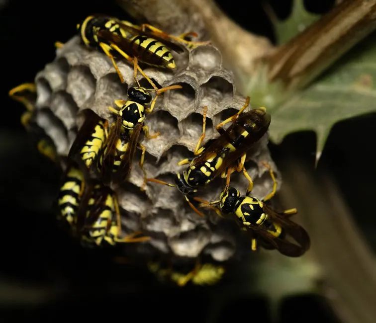 Hornet Control experts in Springfield, VA