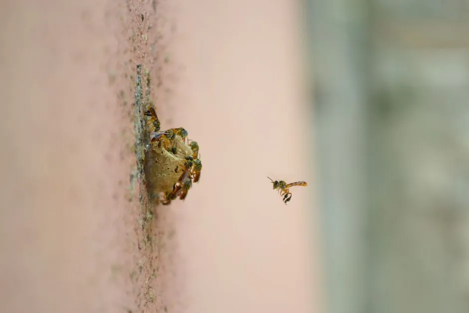 Hornet Control in Central Springfield
