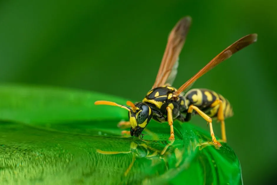 Hornet Control in Monticello Forest