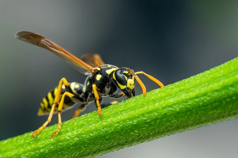 Hornet Control in Springfield Estates