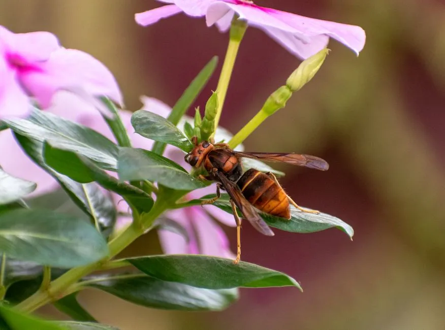 Hornet Control in Springfield Forest