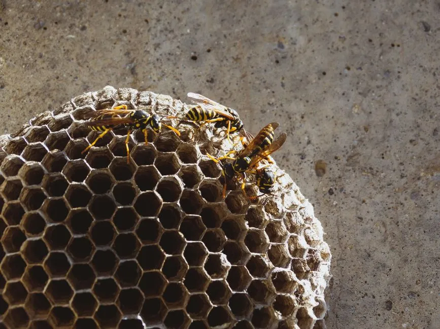 Hornet Control in Springfield Town Center Area