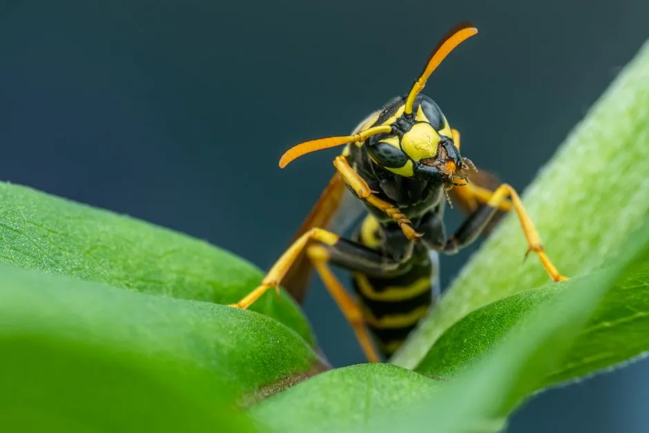 Hornet Control Springfield VA