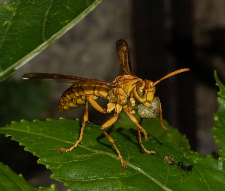 How Much Does Hornet Removal Cost in Fairfax County? Professional Rates