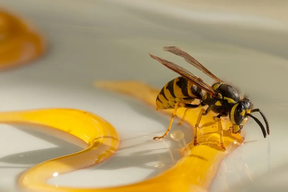 How to Stop Yellow Jackets From Building Nests Around Springfield Homes in Springfield,