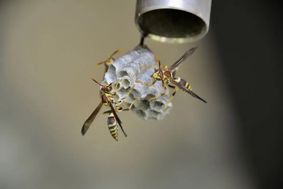 Licensed Wasp Nest Removal company in Springfield, VA