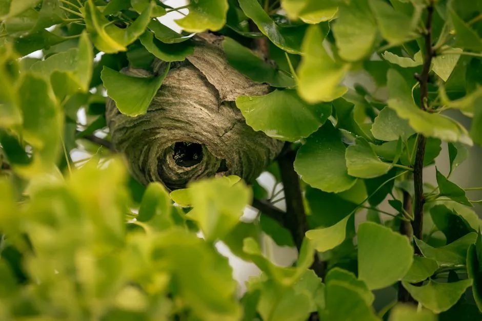 Wasp Nest Removal crew at work in Springfield