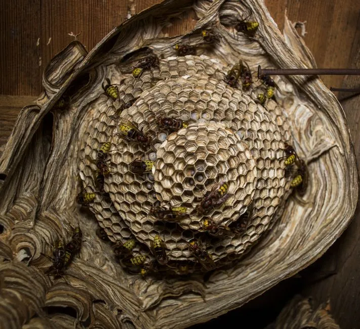 Wasp Nest Removal technician in Springfield, VA