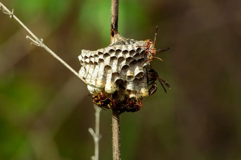Yellow Jacket Extermination experts in Springfield, VA