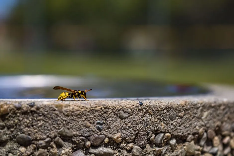 Yellow Jacket Extermination in Central Springfield