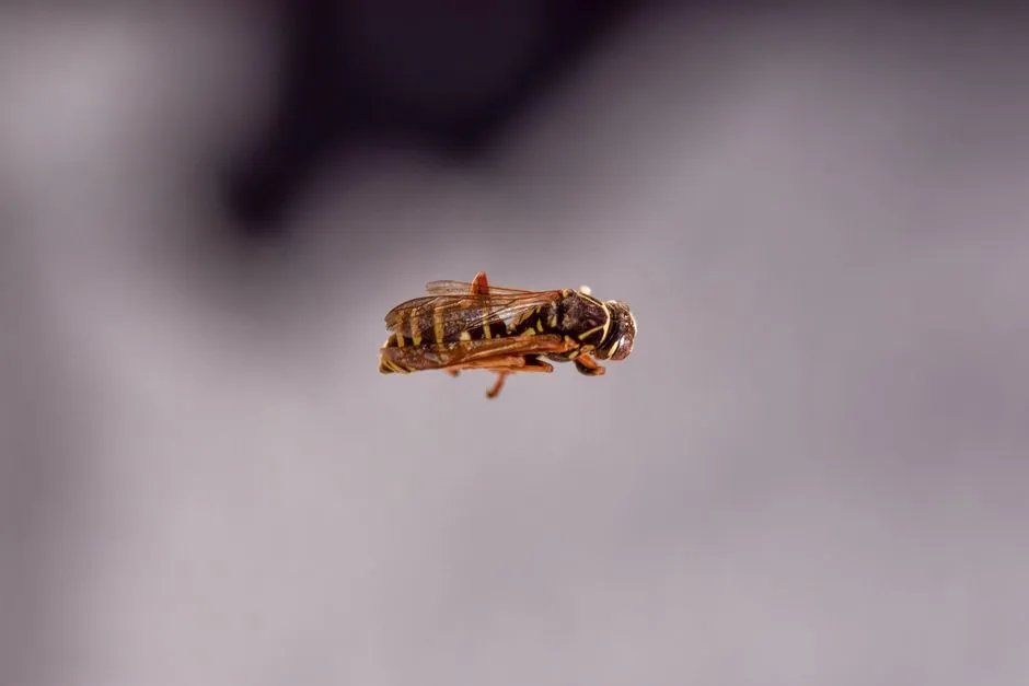 Yellow Jacket Extermination in Monticello Forest