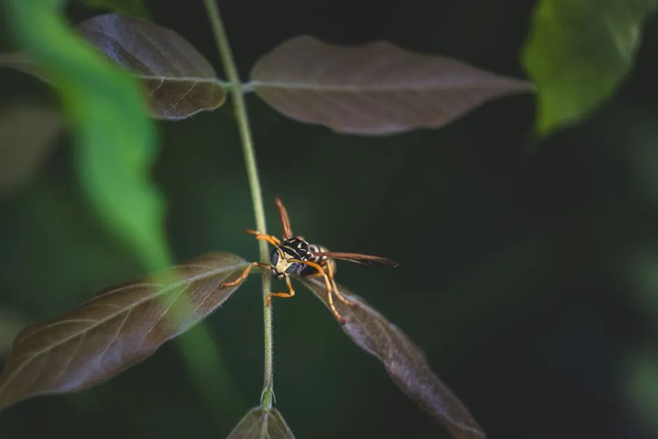 Yellow Jacket Extermination in Springfield Estates