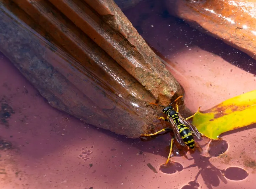 Yellow Jacket Extermination in Springfield Forest