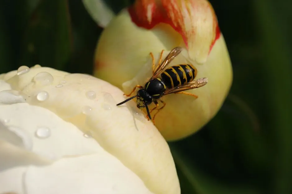 Yellow Jacket Extermination in Springfield Town Center Area