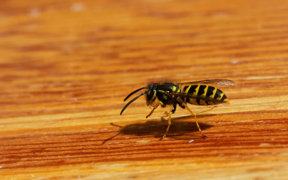 Yellow Jacket Extermination in Springfield,, VA